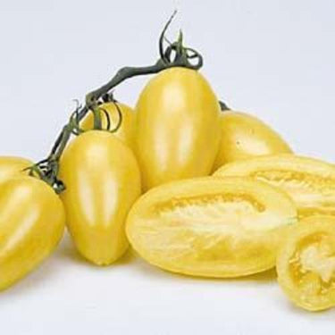 Cream Sausage Tomato Seeds - The Pepper Pantry (Formerly Marie Sharp's)